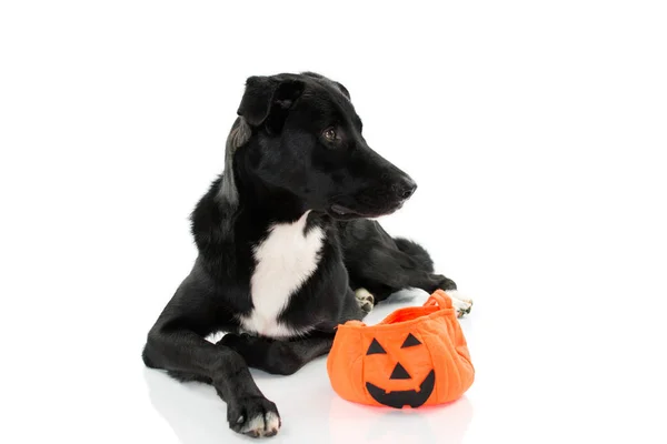 Perro Negro Acostado Lado Una Bolsa Calabaza Halloween Aislado Contra — Foto de Stock