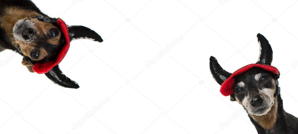 BANNER OF TWO FUNNY PINSCHER DOG WEARING EVIL HORNS FOR CARNIVAL OR HALLOWEEN PARTY. ISOLATED AGAINST WHITE BACKGROUND