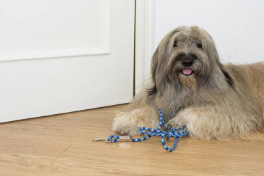 CATALAN SHEEP DOG WAITS FOR A WALK WITH LEASH ON FLOOR AND DOOR LIKE BACKGROUND. clipart