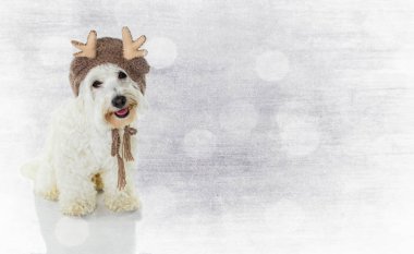 Yılbaşı Banner. Şirin Malta Bichon köpek baş yan renklendirme bir Ren geyiği şapka. Gri ve mavi tebeşir arka plan ile ufuk bindirmeleri.