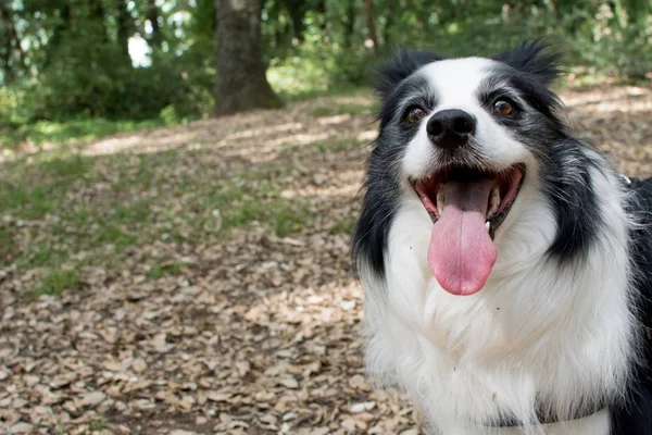 Border Collie Dog Tongue Out Lemmer Heat — стоковое фото