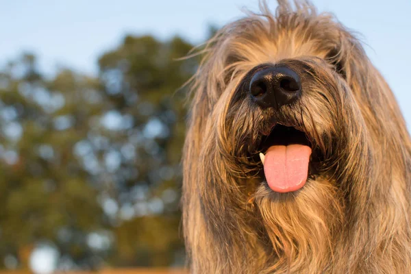 Katalanska Sheepdog Stickin Tungan Sommarvärmen — Stockfoto