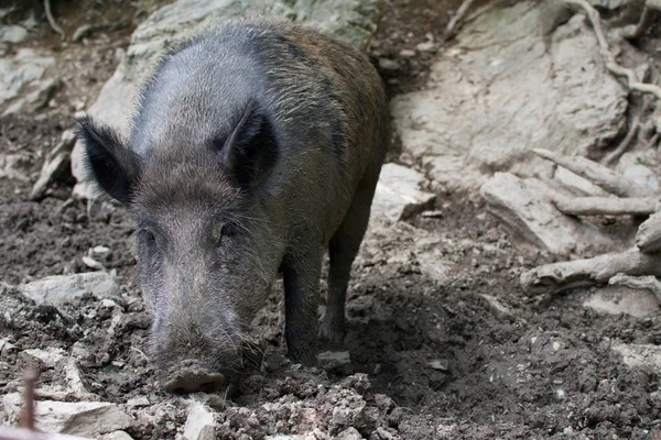 Catalan Wild Boar Pig Looking Food Mud Forest Stock Image