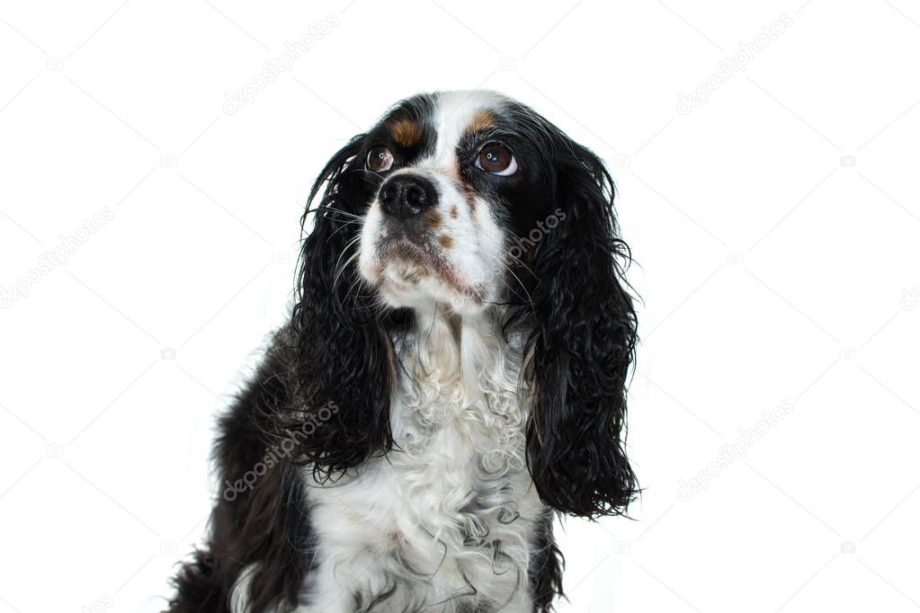 CAVALIER CHARLER KING SITTING AND LOOKING UP. ISOLATED AGAINTS WHITE BACKGROUND