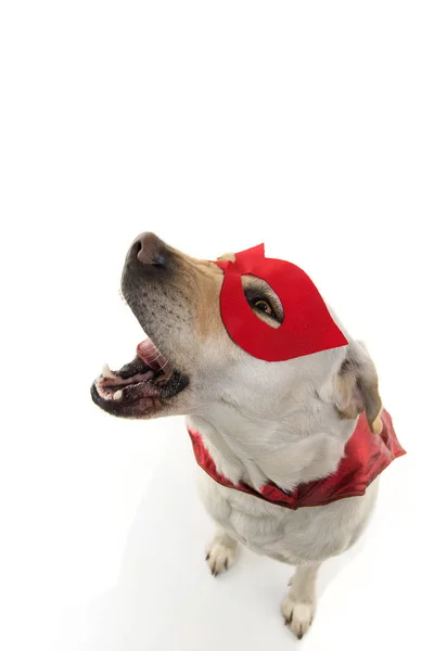 Dog Superhero Costume Labrador Fermeture Portant Masque Rouge Cape Carnival — Photo