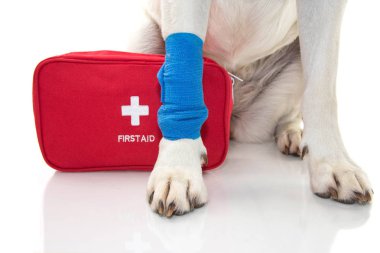 Yaralı köpek. Pençe Labrador bir mavi bandaj veya lastik ayak ve bir acil durum veya Firt yardım kiti ile kapatın. İzole Studio vurdu beyaz arka planı.