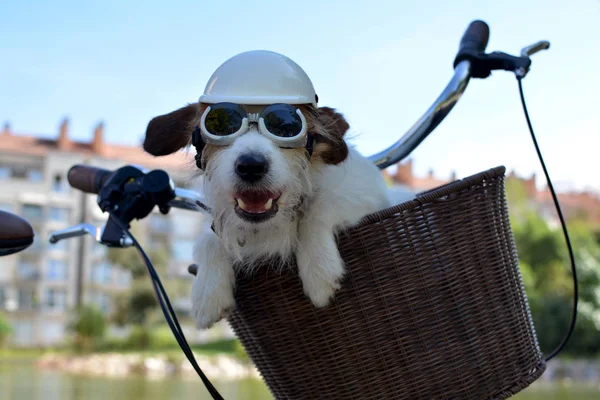 JACK RUSSELL DOG SITTING IN A BIKE BASQUET ON SUMMER DAYS WEARING AN HELMET AND SUNGLASSES