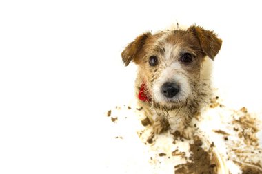 Kirli köpek izole. Bir çamur birikintisi oyunda sonra komik Jack Russell. Stüdyo çekim beyaz arka plan üzerinde.