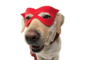 Köpek kahraman kostüm. Komik Labrador yakın çekim bir kırmızı pelerin ve maske giymiş. Beyaz arka plan karşı izole atış.