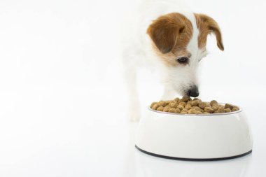 Beyaz Background.Isolated ıslak zeminde üzerinden yemek yeme şirin bir Jack Russell köpek kapatın. Stüdyo çekim. Kopya alanı.
