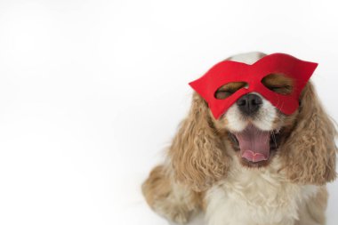 CUTE CAVALIER DOG WEARING A RED HERO MASK WITH TONGUE OUT AND EYES CLOSED ISOLATED ON WHITE BACKGROUND
