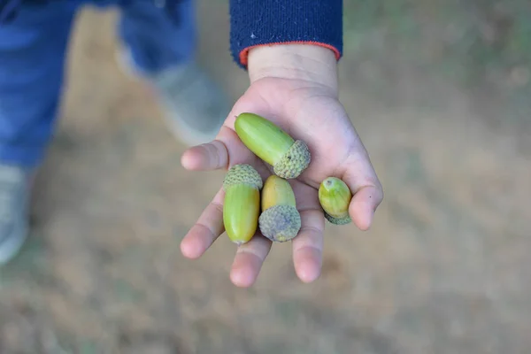 CLOSE UP OF CHILD HANDS COLLECTING OAK GREEN ACORNS WITH ON AUTUMN SEASON