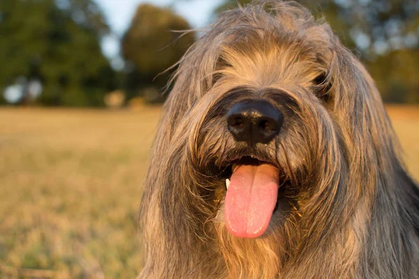 Närbild Katalanska Sheepdog Sticker Tungan Sommarvärmen — Stockfoto