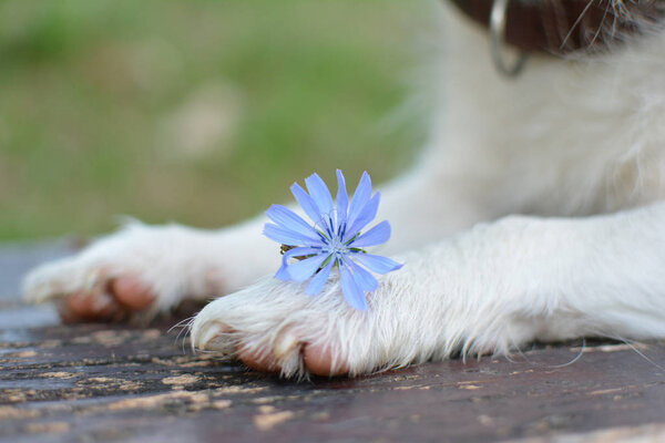 CLOSE UP WET DOG PAWS HOLDING A SMALL BLUE FLOWER
