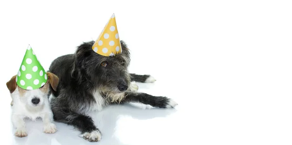 Para Dwoma Zabawny Pies Leżącej Noszenie Zielone Żółte Kropki Urodziny — Zdjęcie stockowe