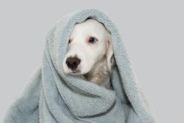 Cute Dog Niebieskim Oczy Wrap Kolorowym Ręcznikiem Czeka Kąpiel Smutnym — Zdjęcie stockowe