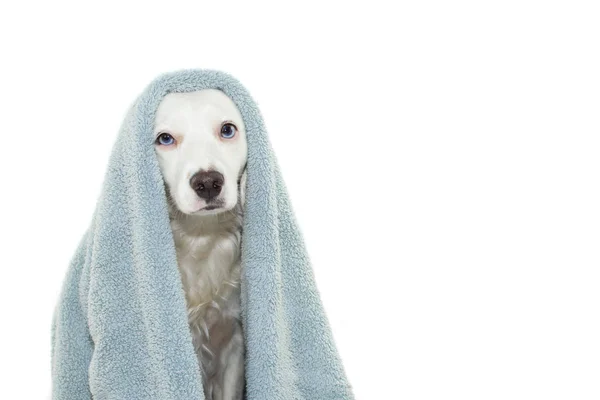 Cute Dog Niebieskim Oczy Owinąć Ręcznik Czeka Kąpiel Izolowane Againt — Zdjęcie stockowe