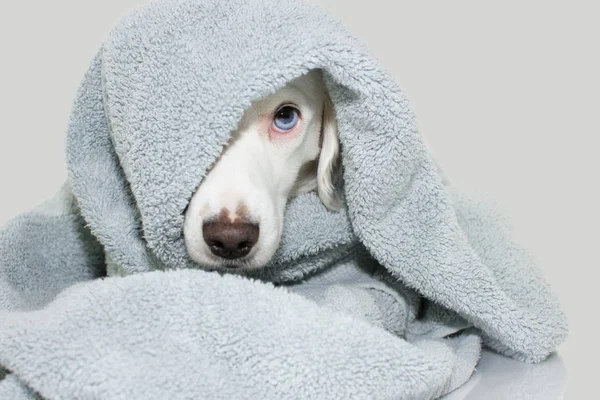 Cute Dog Niebieskim Oczy Wrap Kolorowym Ręcznikiem Czeka Kąpiel Izolowane — Zdjęcie stockowe