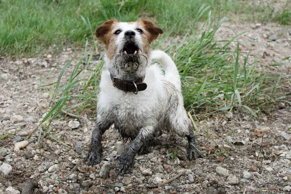 Loco Sucio Jack Russell Perro Jugando Una Mud Puddle Bosque — Foto de Stock