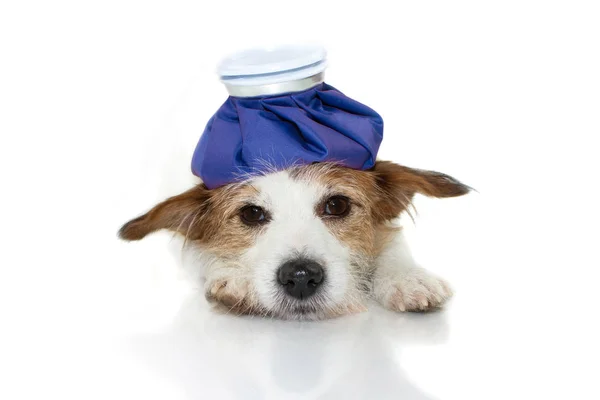 Lindo Enfermizo Jack Russell Perro Acostado Con Una Bolsa Hielo — Foto de Stock