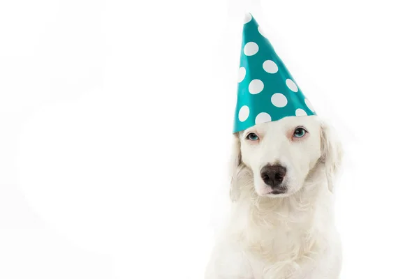 Leuke Grappige Hond Met Blauwe Ogen Vieren Een Verjaardagspartij Dragen — Stockfoto