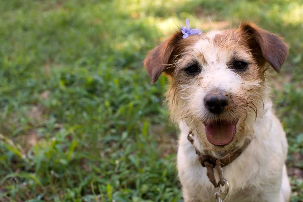 Bonito Sucio Jack Russell Dog Face Tongue Después Jugar Pudle — Foto de Stock
