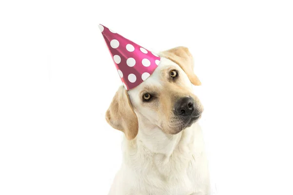 Cute Dog Celebrating Birthday ปาร Tinting Head Side Looking Camera — ภาพถ่ายสต็อก