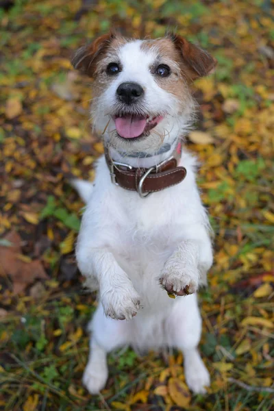 Cute Feliz Jack Russell Perro Estando Dos Piersos Comienzando Alimentos — Foto de Stock