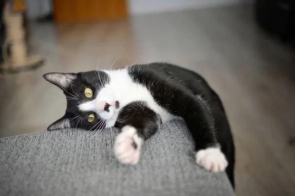 Ładny Kot Czarny Odpoczynku Kanapie — Zdjęcie stockowe