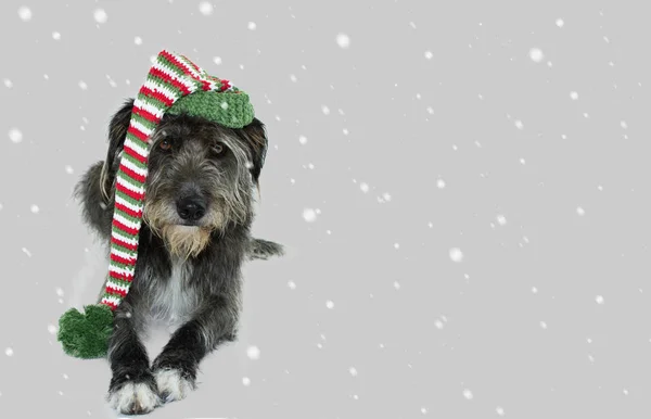 Netter Schwarzer Hund Der Weihnachten Mit Einem Gestreiften Rot Grünen — Stockfoto