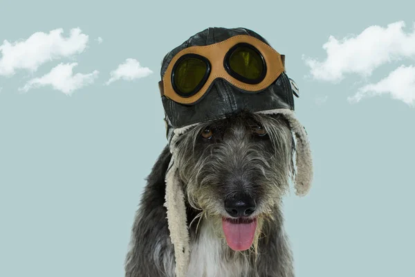 Cute Chien Noir Portant Aviateur Pilote Hat Avec Des Sunglasses — Photo