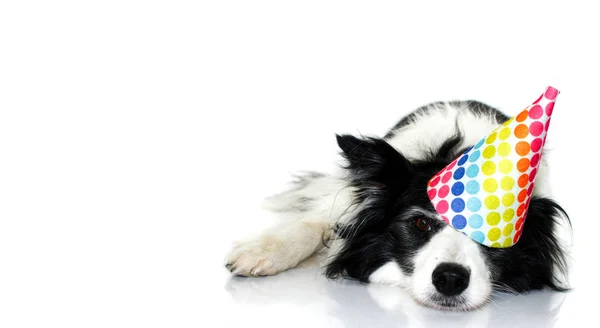 Ładny Border Collie Pies Obchodzi Urodziny Lub Nowy Rok Party — Zdjęcie stockowe