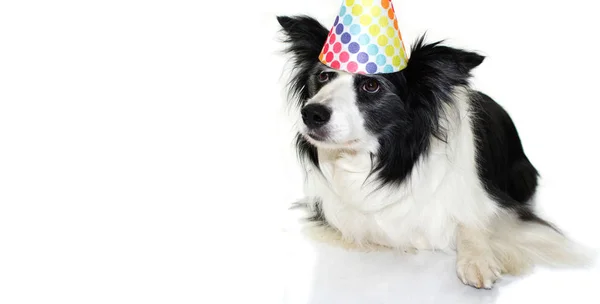 Ładny Border Collie Pies Noszenie Kolorowych Polka Party Hat Leżącej — Zdjęcie stockowe