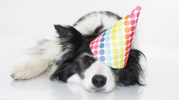 Śliczne Border Collie Leżąc Polka Dot Hat Party Izolowane Białym — Zdjęcie stockowe