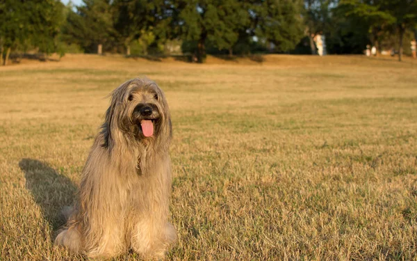 Sarı yaz sıcağında çimlere oturup şirin Katalan çoban köpeği. Yatay görünüm