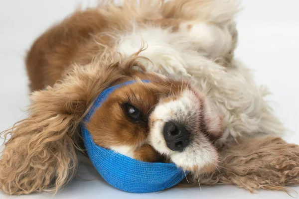 Cute Cavalier Perro Enfermo Con Bandera Azul Cabeza Aislado Fondo — Foto de Stock