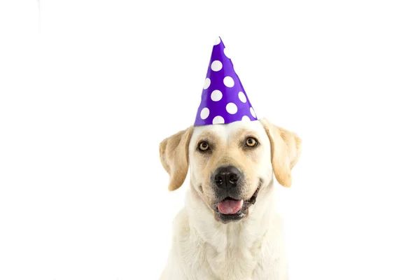 Cute Dog Che Festeggia Compleanno Guarda Telecamera Indossa Cappello Polka — Foto Stock