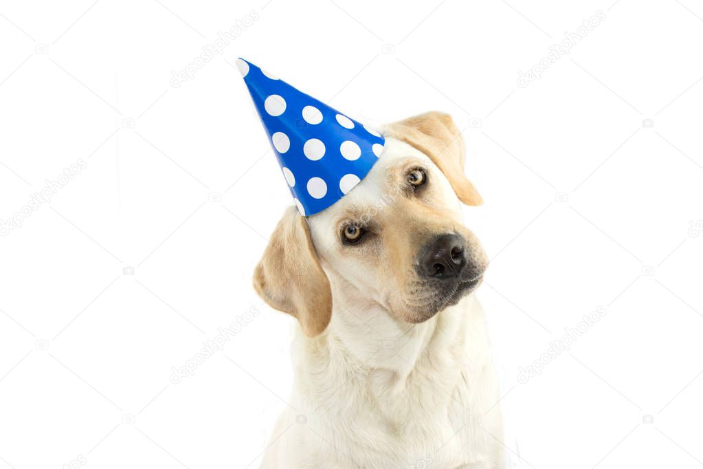 CUTE DOG CELEBRATING A BIRTHDAY PARTY, TINTING THE HEAD SIDE AND LOOKING AT CAMERA, WEARING A BLUE POLKA DOT HAT. ISOLATED AGAINST WHITE BACKGROUND. COPY SPACE.
