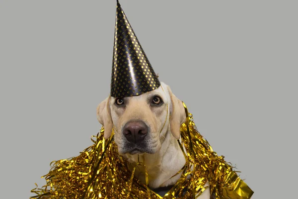 Perro Año Nuevo Sombrero Fiesta Cumpleaños Funny Labrador Acostado Contra —  Fotos de Stock