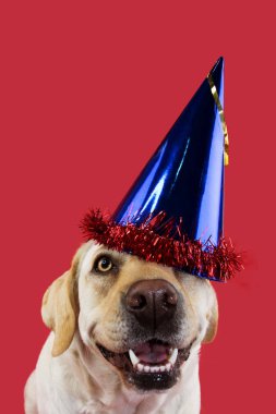 Köpek parti şapkası. Komik Labrador bir Doğum günü veya yeni yıl için mavi bir şapkası. Mercan renkli arka plan karşı izole atış.