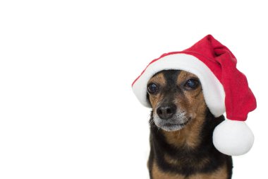 Sevimli yaşlı Pinscher köpek kırmızı Noel şapka giyiyor. Beyaz arka plan karşı izole atış.