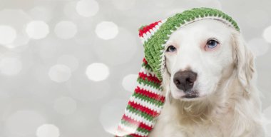 Çizgili bir yılbaşı şapka mavi gözlü sevimli köpek. Renkli ve ufuk gri arka plan karşı izole.