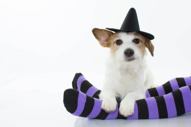 Şirin Halloween köpek cadı veya kopya alanı ile mor ve siyah çorap üzerine oturan Sihirbazı şapka.