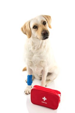 Yaralı köpek. Bir mavi elastik bandaj veya ayak pençe ve bir acil durum ya da Firt bir orkestra ile oturan Labrador Kit yardım. Bir surat. İzole Studio vurdu beyaz arka planı.