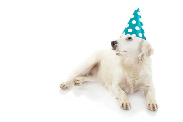 Pies Kolorowe Oczy Obchodzi Urodziny Lub Nowy Rok Party Kapeluszu — Zdjęcie stockowe