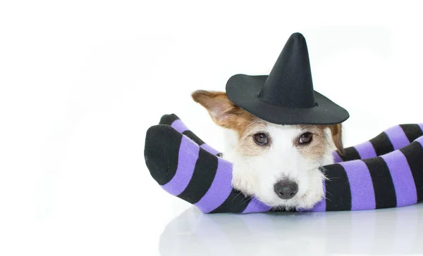 Ładny Halloween Pies Czarownicy Lub Kapelusz Czarownika Leżącej Nad Fioletowy — Zdjęcie stockowe
