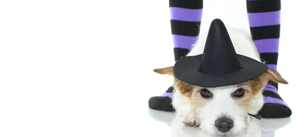 Ładny Halloween Czarownica Pies Lub Kapelusz Czarownika Leżącego Dół Fioletowy — Zdjęcie stockowe