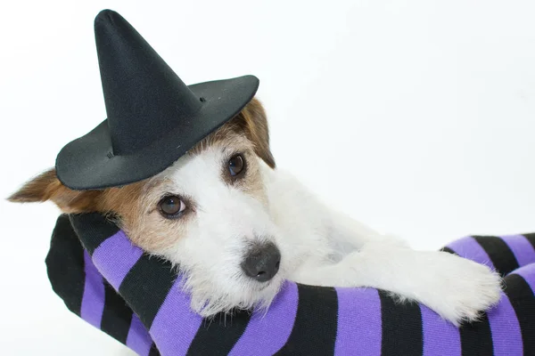 Ładny Halloween Pies Czarownicy Lub Kapelusz Czarownika Leżącej Fioletowy Czarny — Zdjęcie stockowe