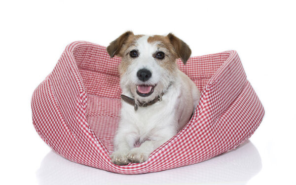 CUTE JACK RUSSELL  ON RED AND WHITE CHECKERED DOG BED ISOLATED ON WHITE BACKGROUND