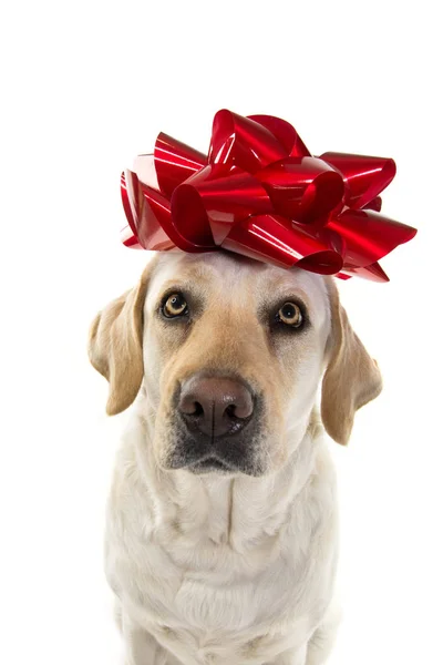 狗的礼物 头上有一个红色的大弓的拉布拉多人小狗或宠物礼物的圣诞节或生日的概念 在白色背景下孤立射击 图库图片